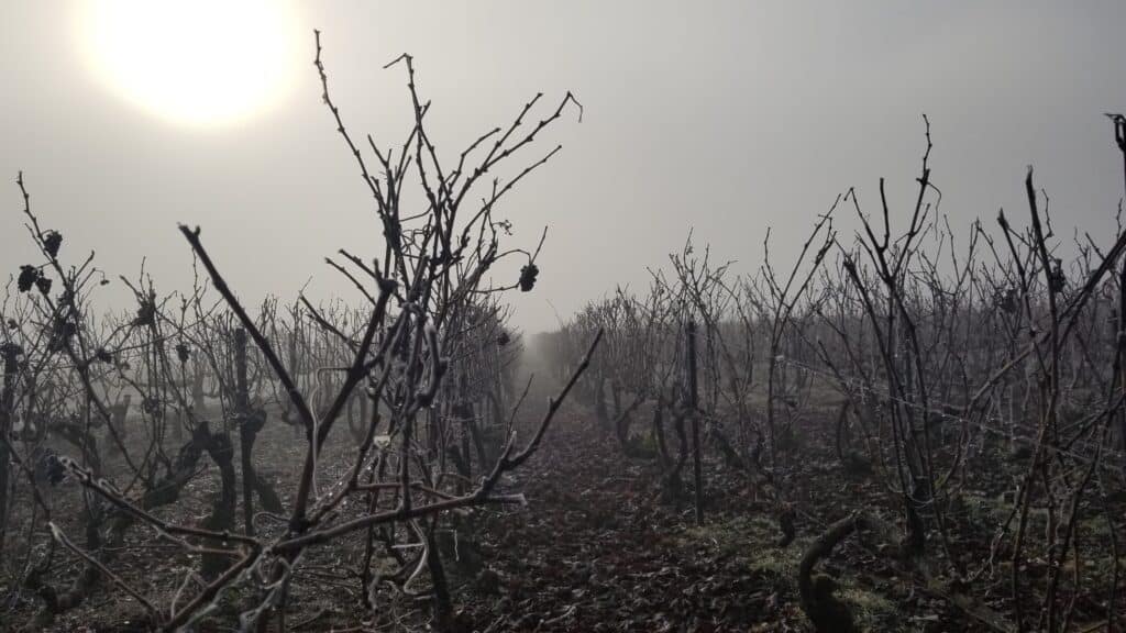 Vignes en hiver Champagne Chauvet