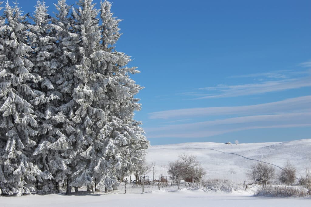 Aubrac sous la neige